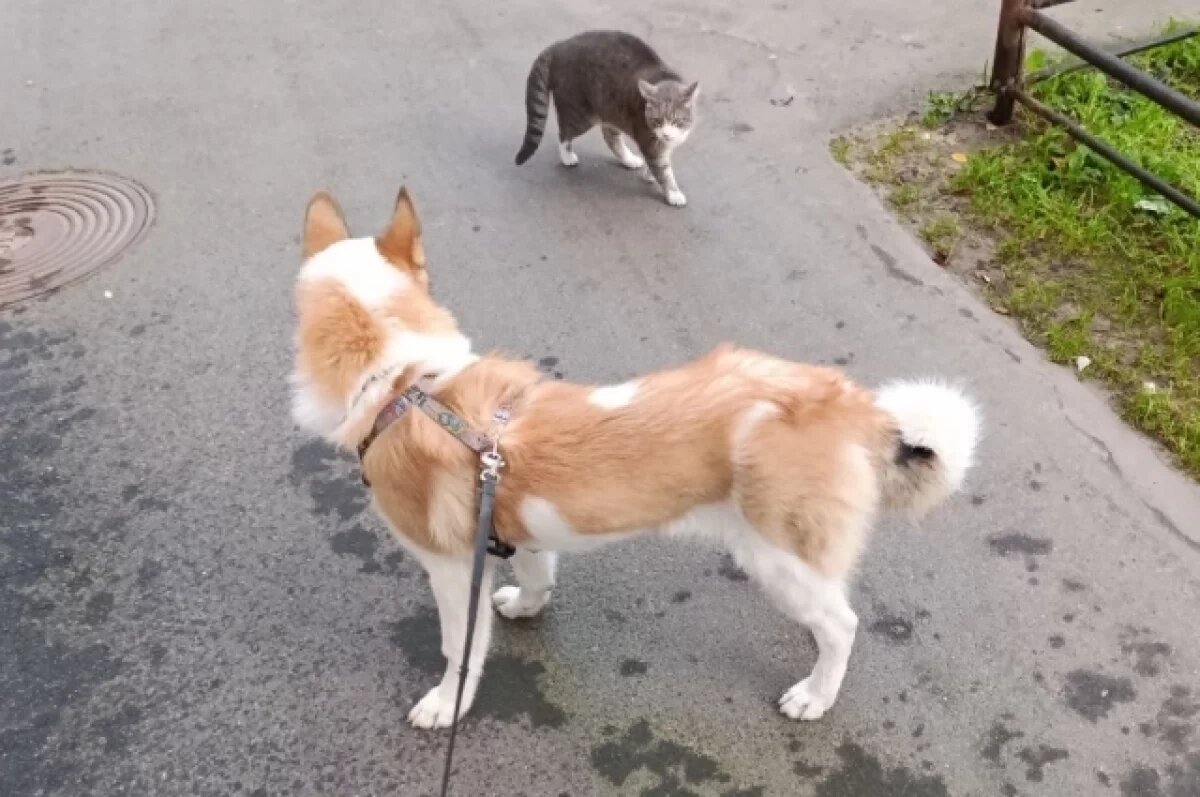    Бесплатную стерилизацию домашних животных проводят в Барнауле