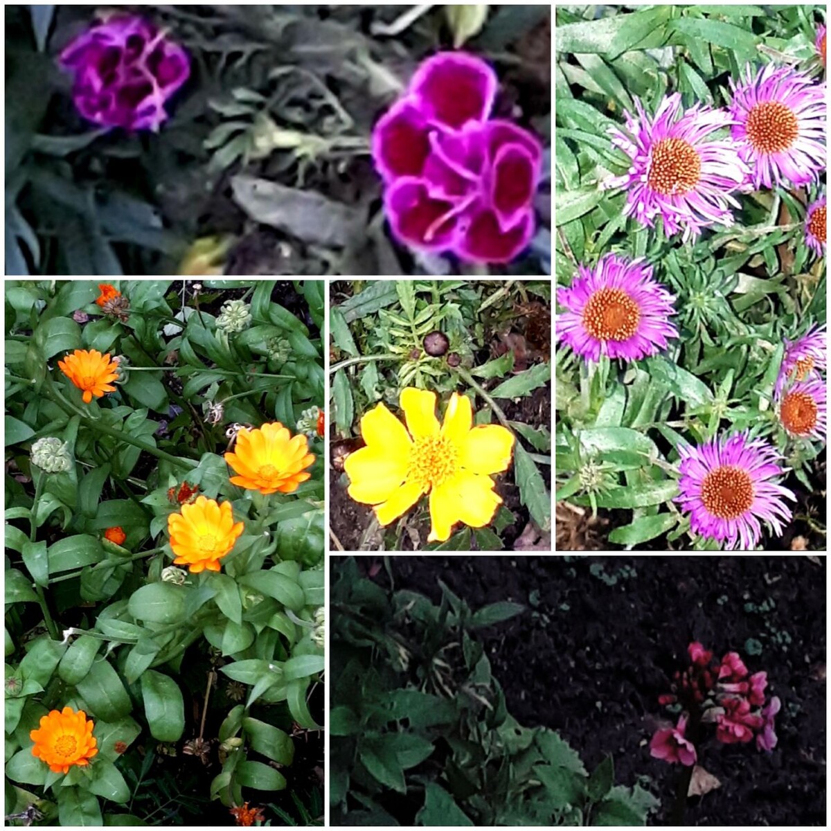 Коллаж автора статьи 14.11.2025г.