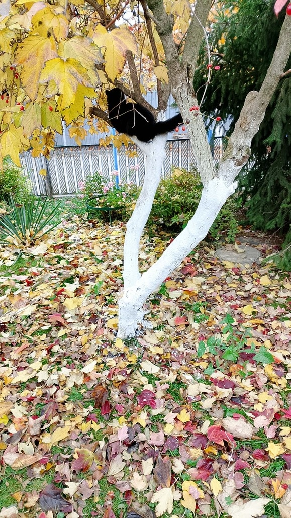 Наблюдает за листьями🍂