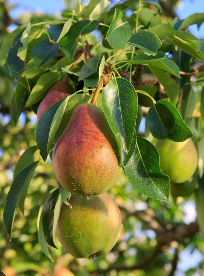 Плоды  груши сорта "Киффер". 