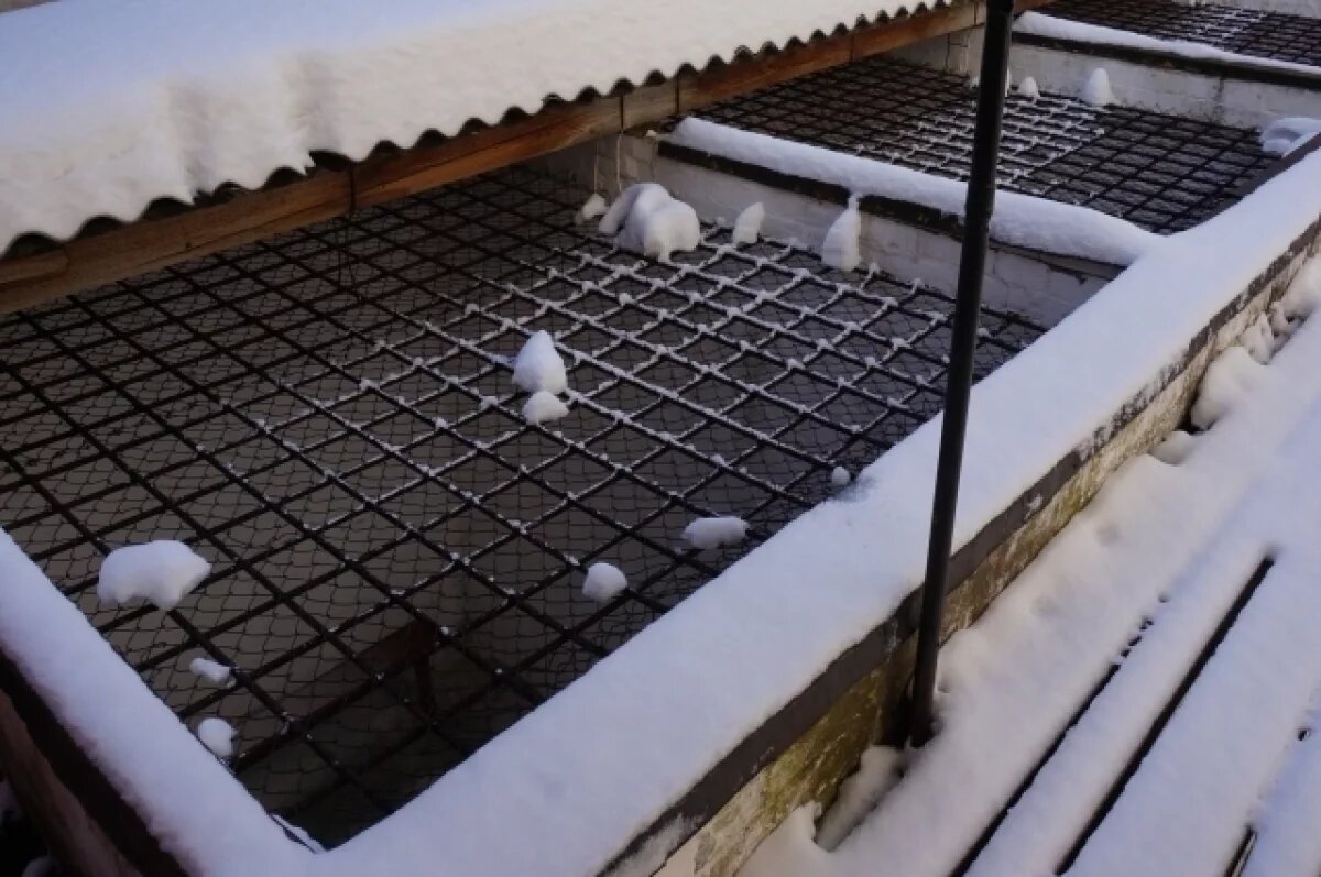    Сейчас преступник находится в колонии "Белый лебедь"