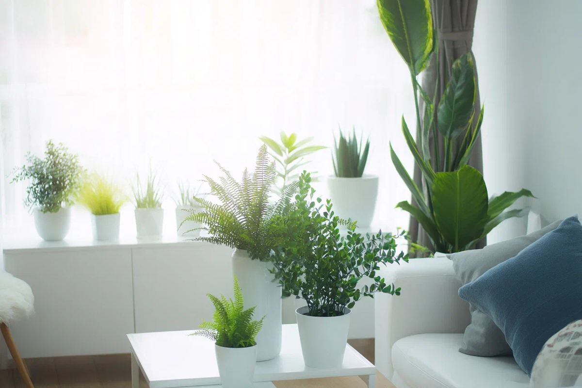  Живая и искусственная зелень в аренду 