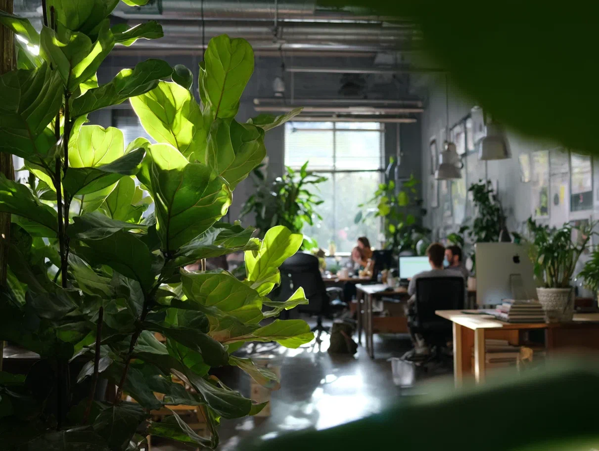 Живые растения: преимущества