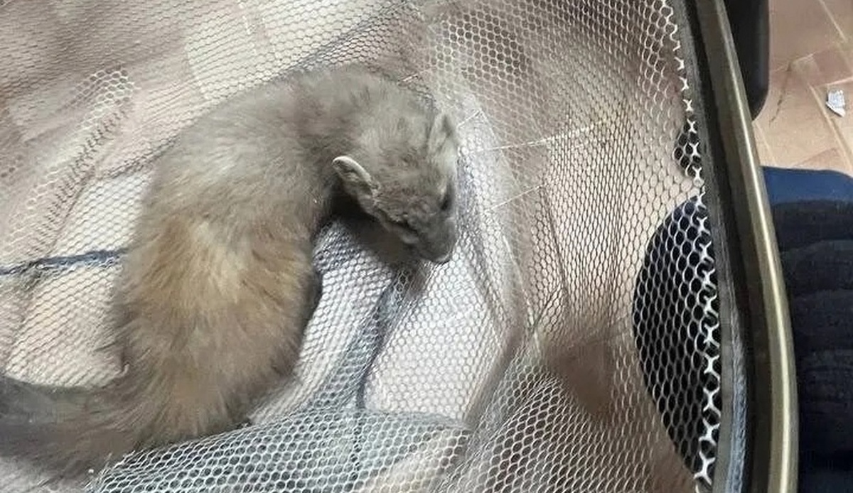    Куница проникла в здание техникума в Сарапуле