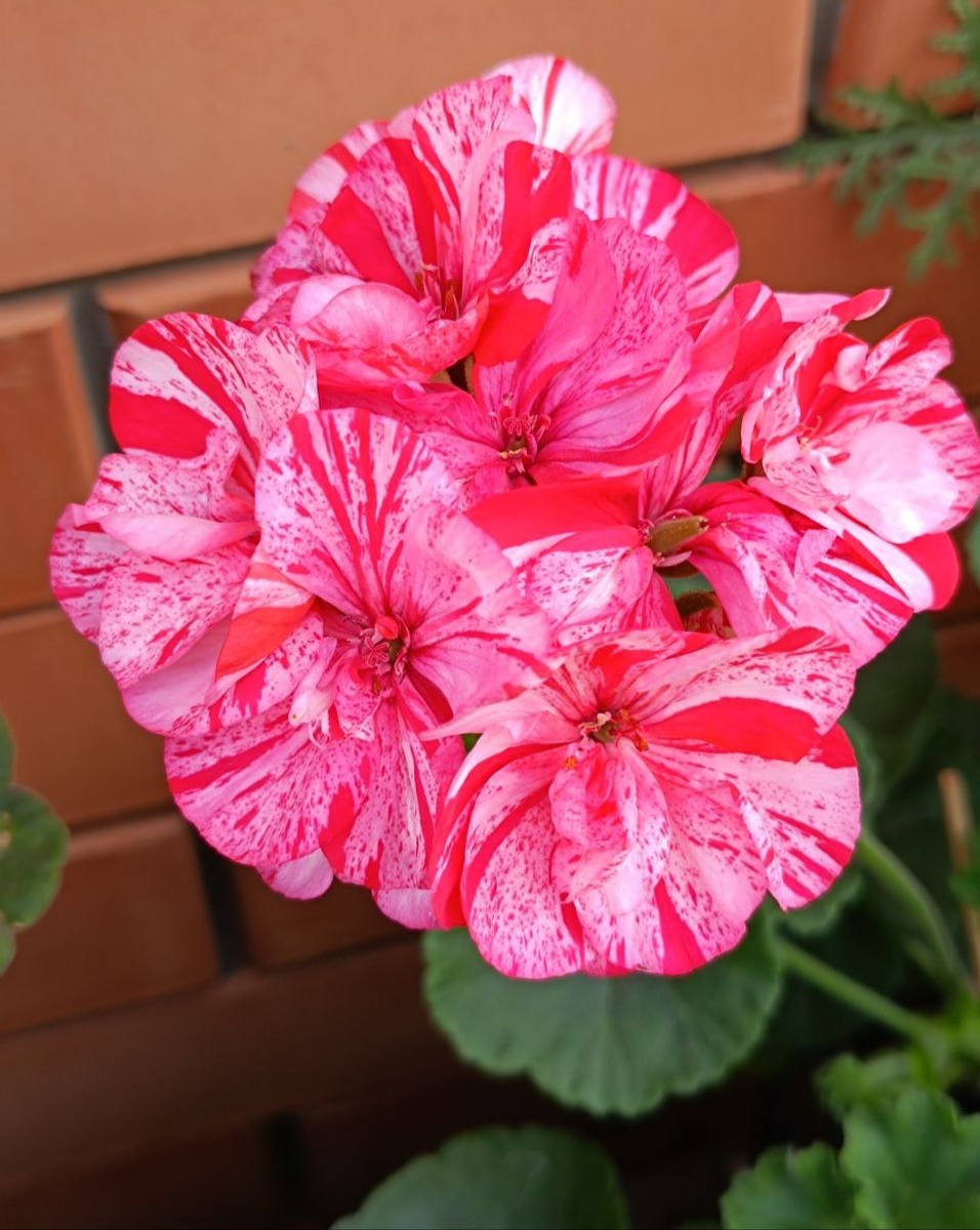 Peppermint Twist. У каждого цветочка свой уникальный рисунок на лепестках