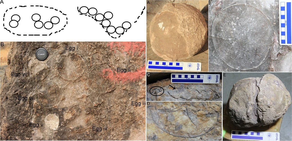   Слева: эскиз и фотография круглой кладки с яйцами и промежутками между ними. Справа: полевые фотографии яиц и их контуров. Источник изображений: journals.plos.org
