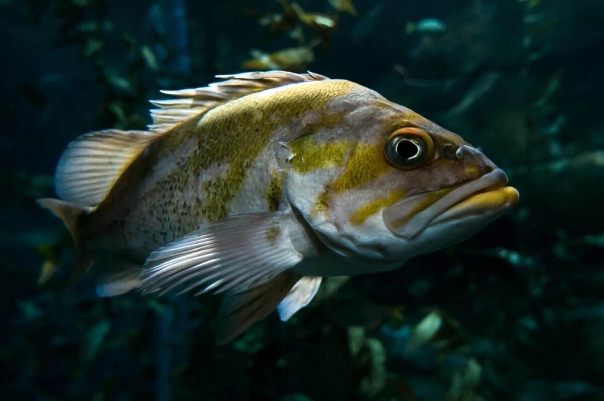    В водах Чёрного моря уверенно обосновался незваный гость с Дальнего Востока — корейский окунь.