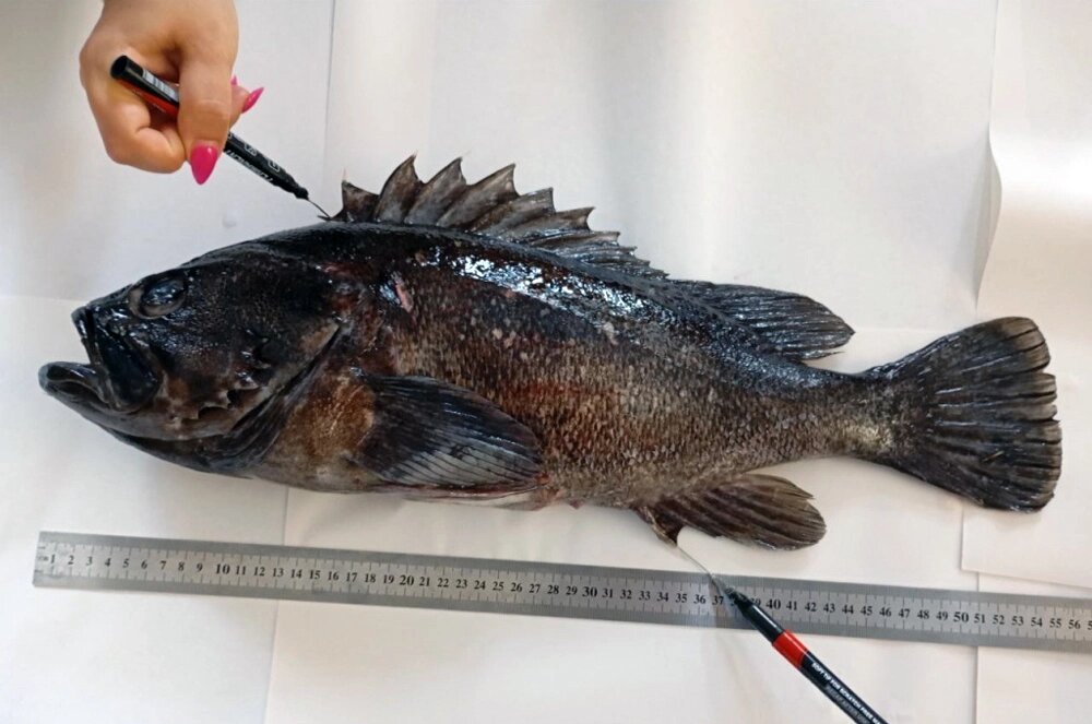    Фото: Институт биологии южных морей А. О. Ковалевского/ Игорь Тамойкин