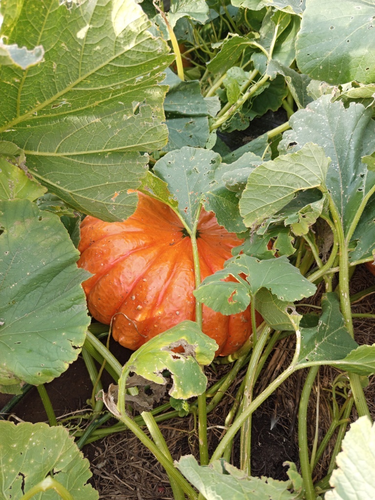  Крупные плоско округлые плоды прячутся в листве