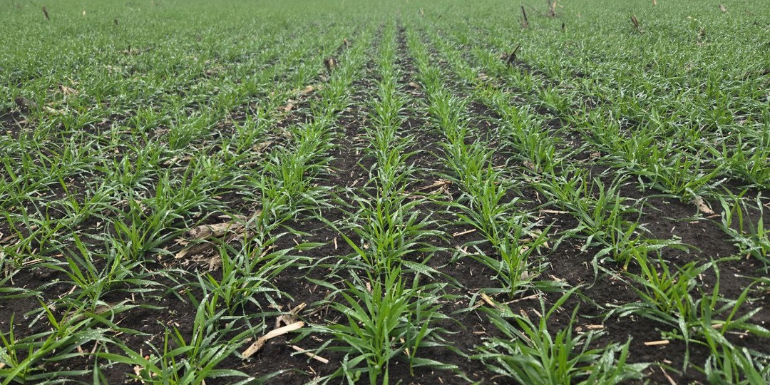 Новый сорт озимой пшеницы Нил