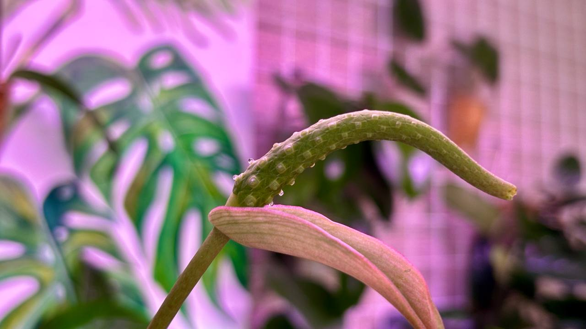 Цветонос в женской фазе. Антуриум Кларинервиум.