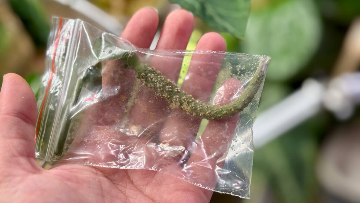 Замороженный цветонос антуриума Кларинервиума