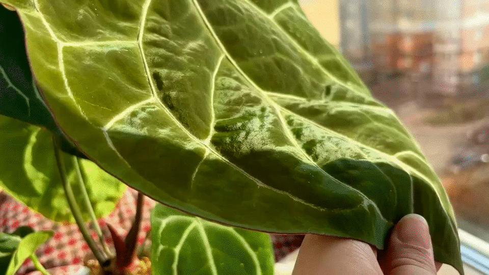 Антуриум Кристалинум. 