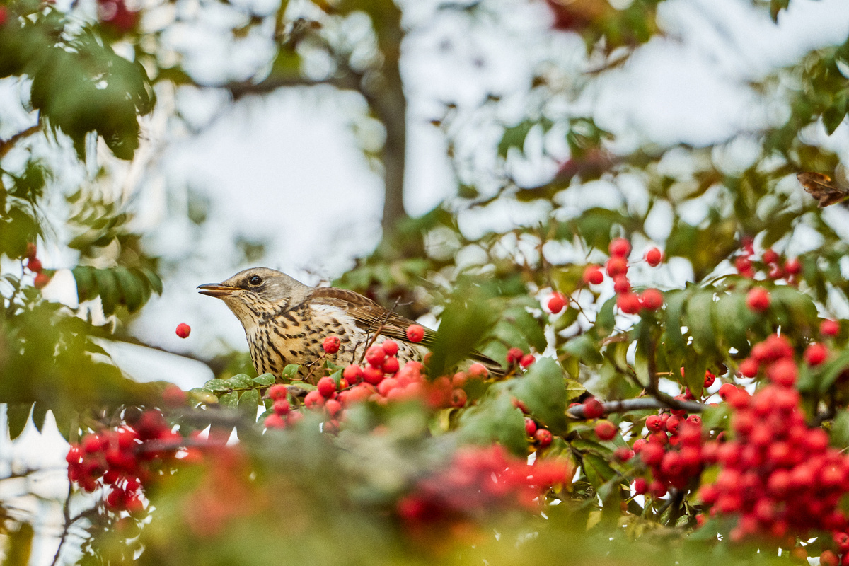 Дрозд-рябинник в Усадьбе Воронцово