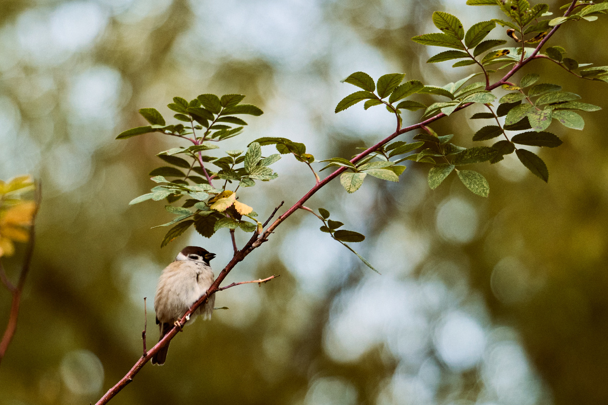 Воробей в Усадьбе Воронцово