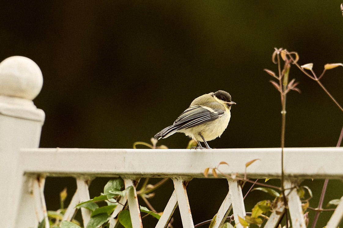 Синица в парке «Сокольники»