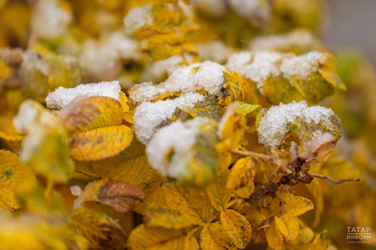 Фото: © Владимир Васильев / «Татар-информ»