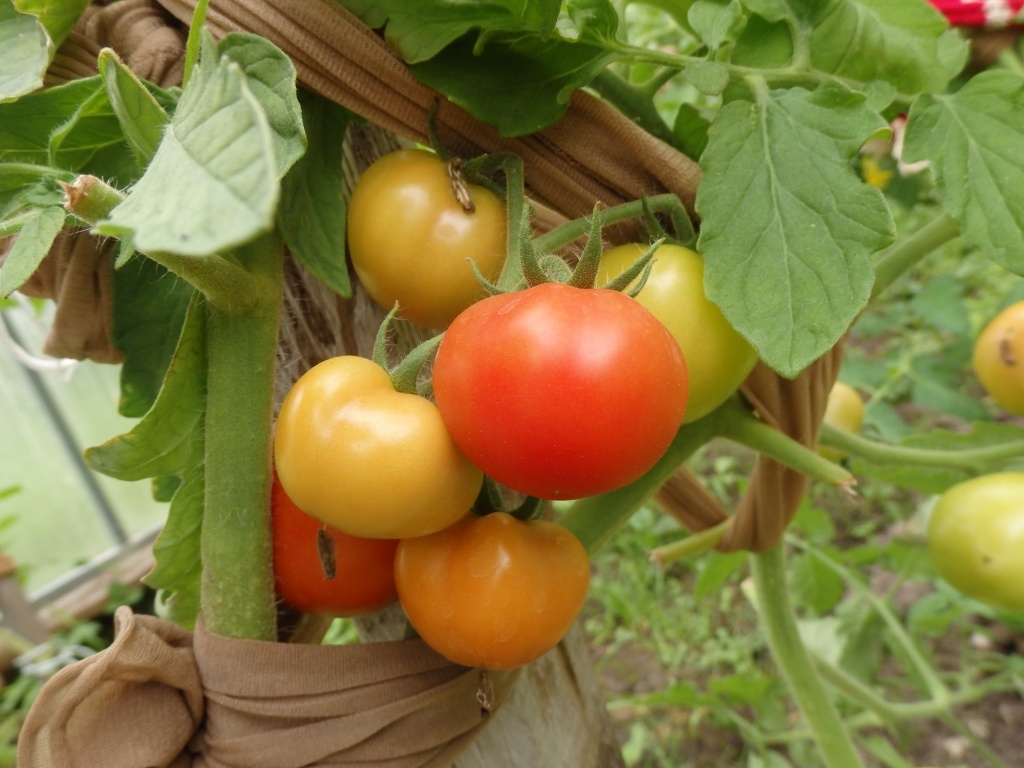  Подвязка томатов