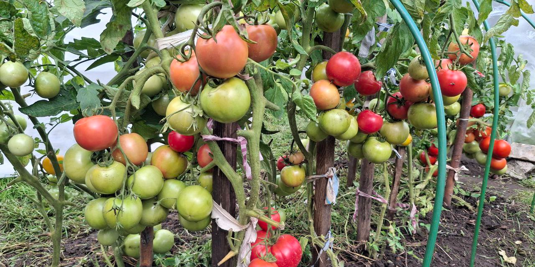 Низкорослые томаты для новичков. Мой список