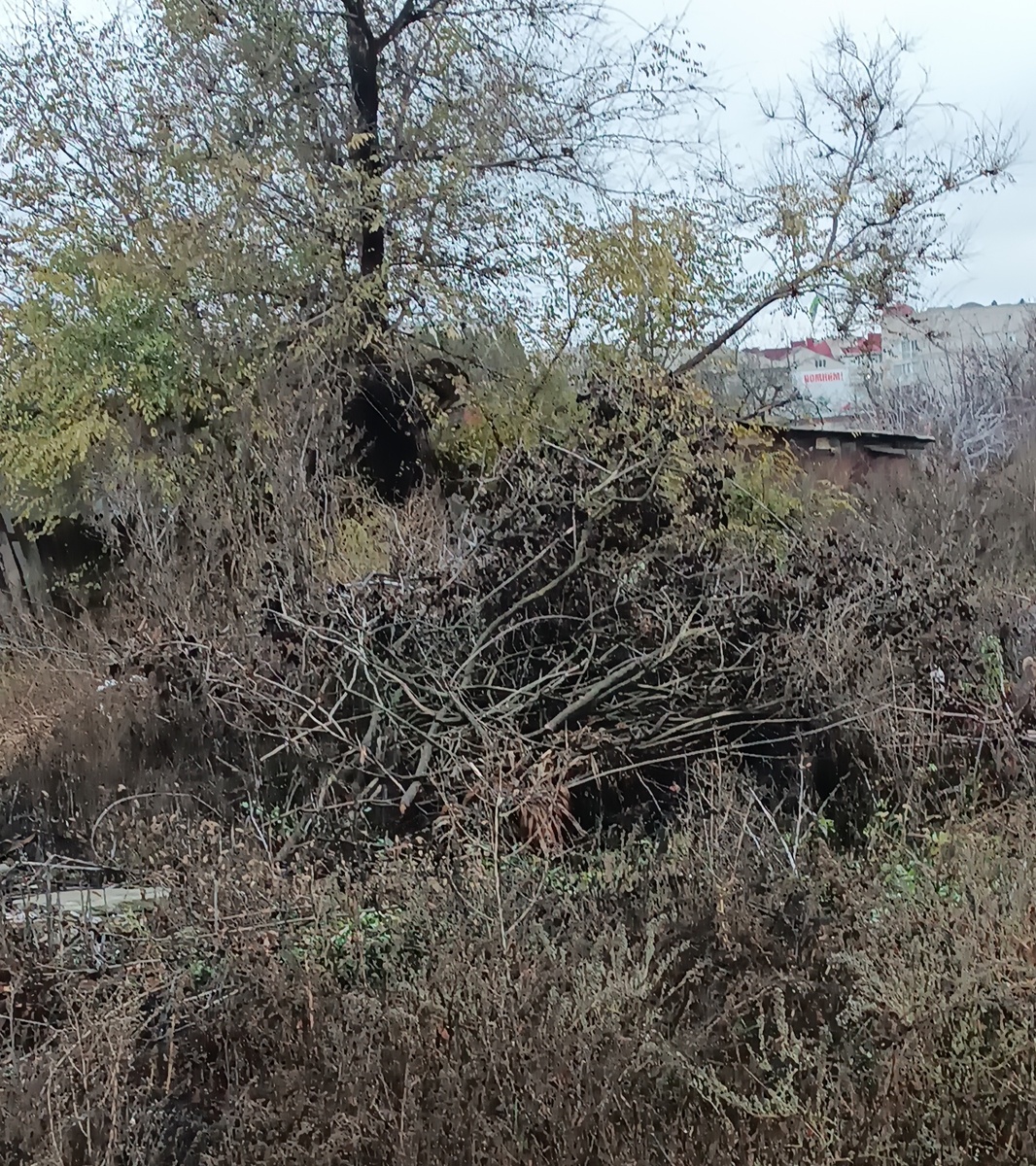 Ветки тоже могут быть компостом, только кое-что нужно знать.