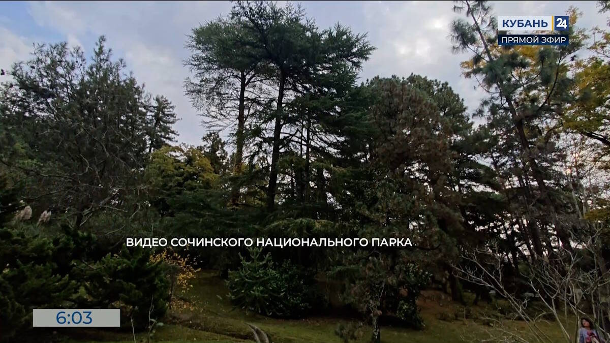    Скриншот видео телеканала «Кубань 24»