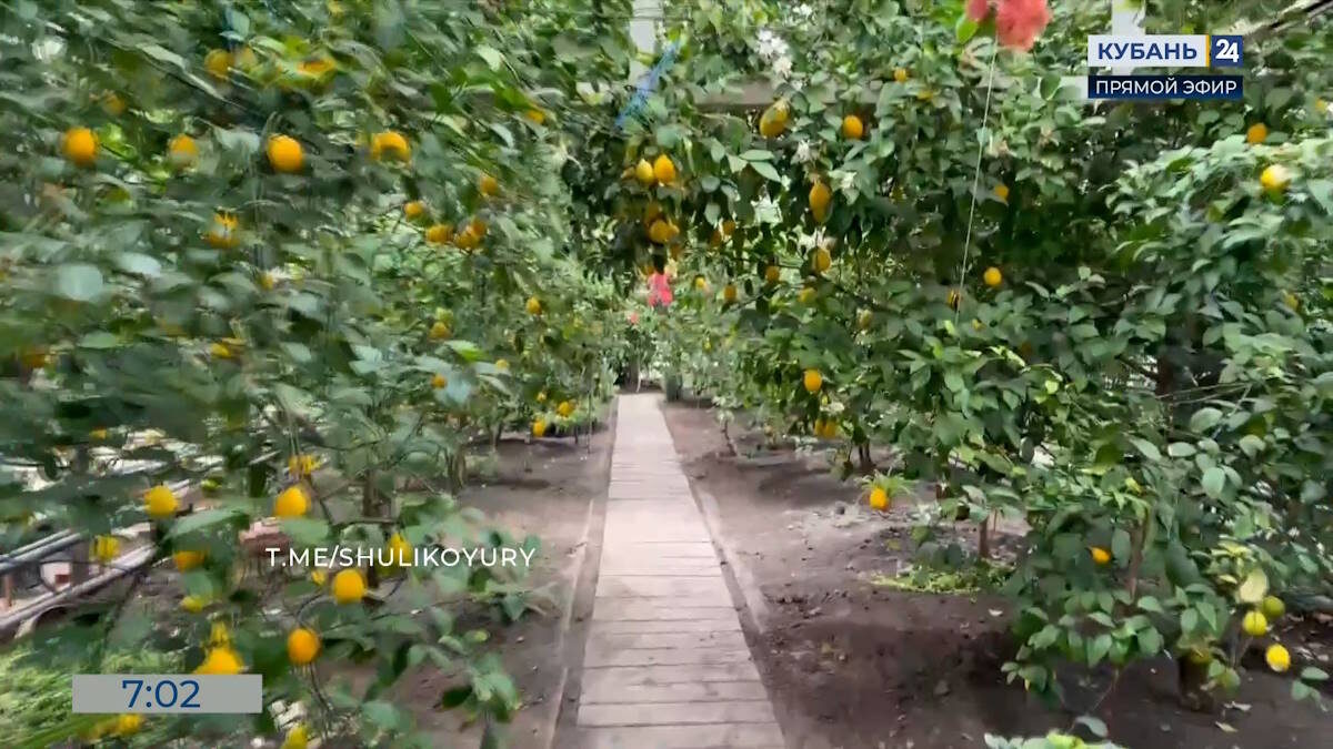    Скриншот видео телеканала «Кубань 24»