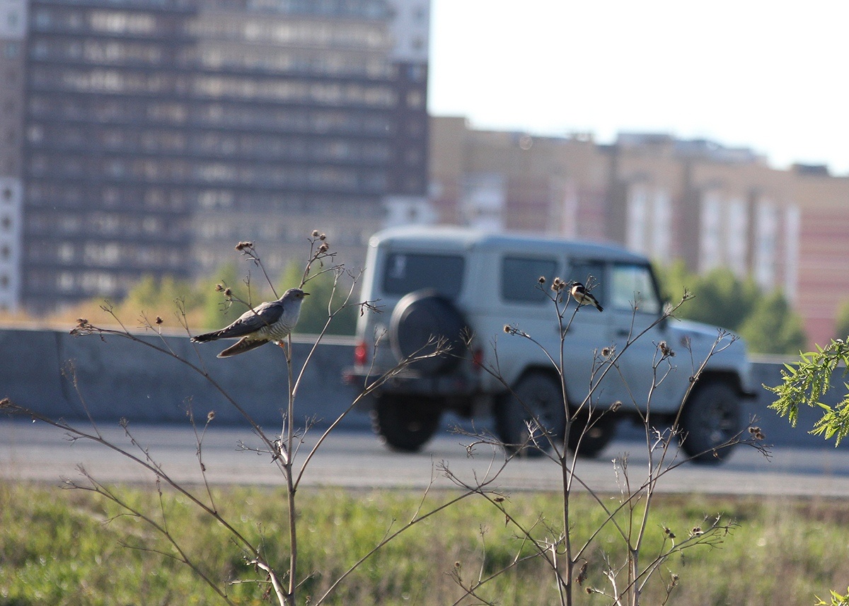 Обыкновенная Кукушка и Черноголовый Чекан. 26.05.2019г. Тюмень.