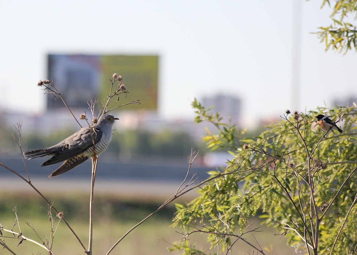 Обыкновенная Кукушка и Черноголовый Чекан. 26.05.2019г. Тюмень.