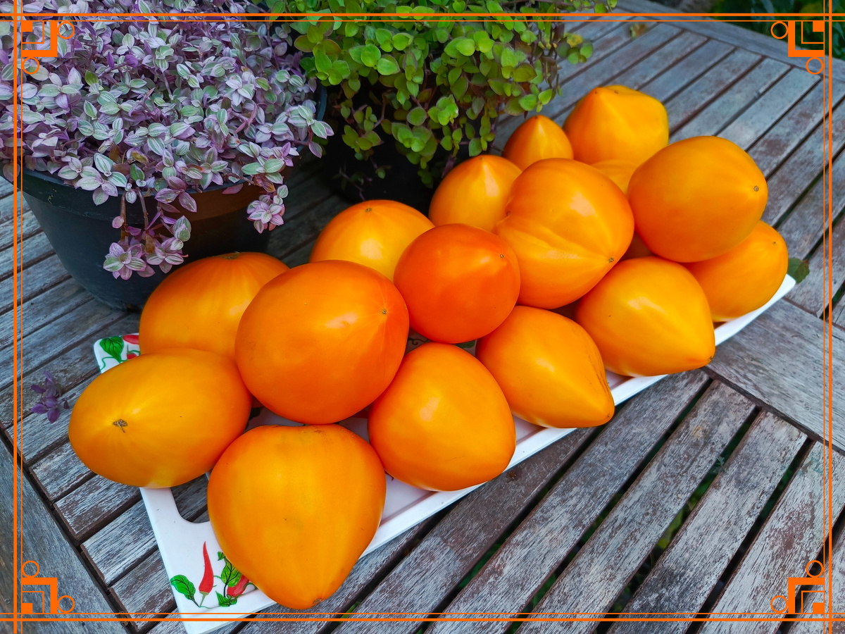 Фото из Интернета. немецкая оранжевая клубника