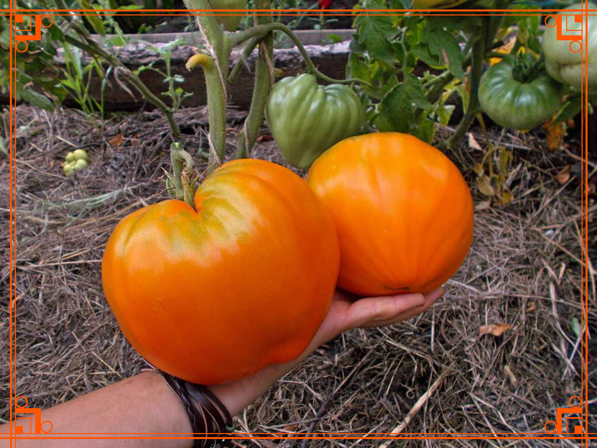 Фото из Интернета. томат оранжевая клубника