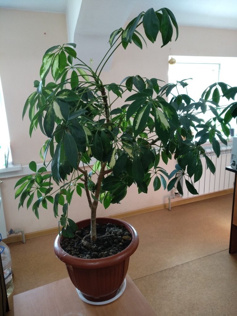 Комнатные шеффлеры достигают 1-1,5 м 