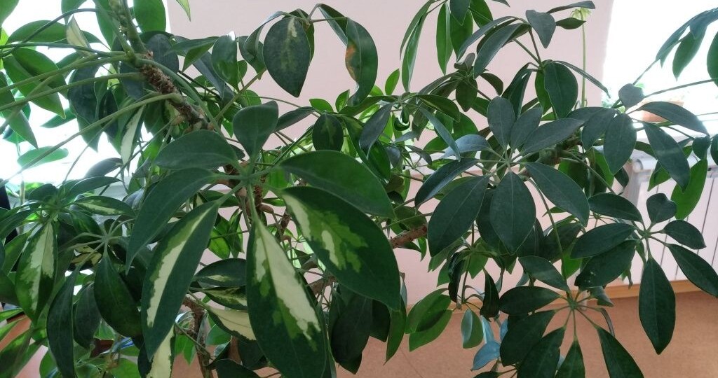 Шеффлера: виды, уход в домашних условиях