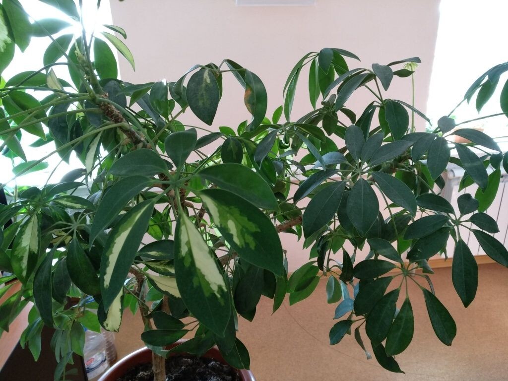  Шеффлера древовидная