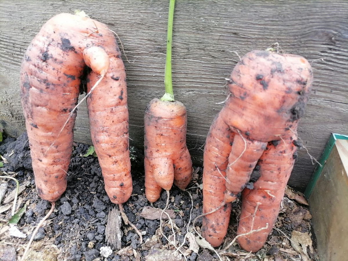 Корявая морковь сорта Курода Шантане, фото автора