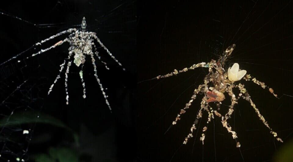   George Olah et al. / Ecology and Evolution, 2025