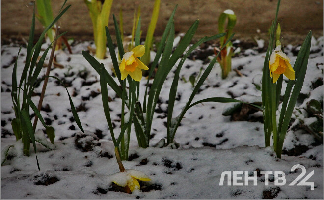    © Анастасия Илюшина / ЛенТВ24. Архивное фото