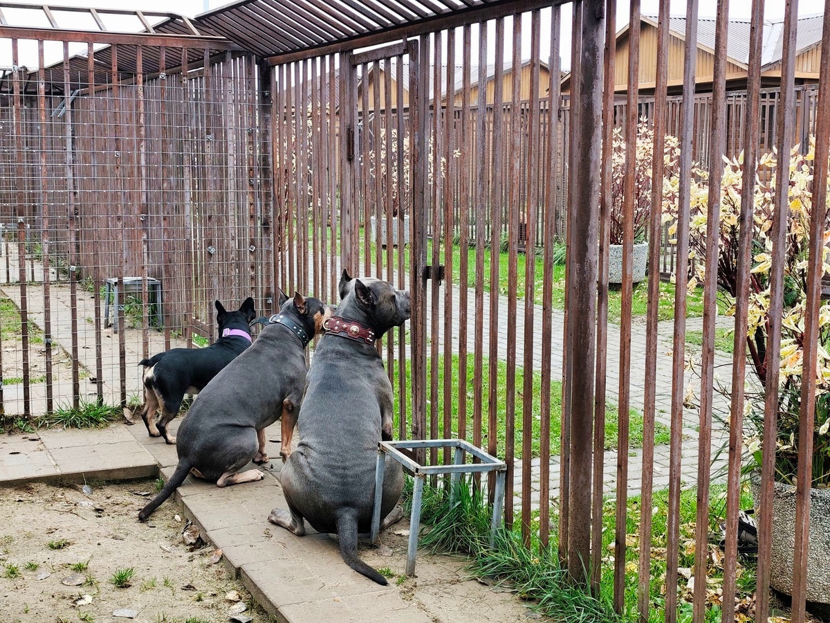 зоогостиница "Атаман"работает при кинологическом центре