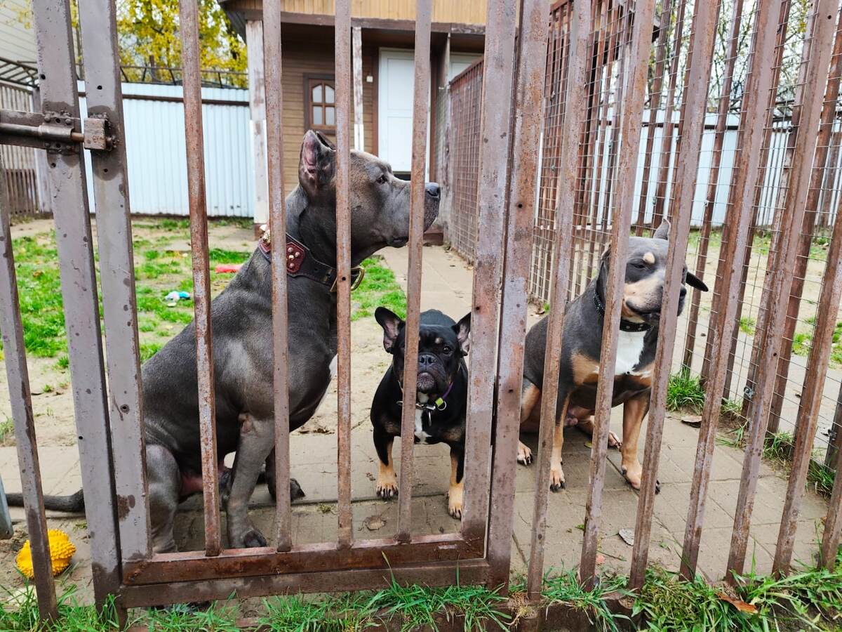 зоогостиница "Атаман"