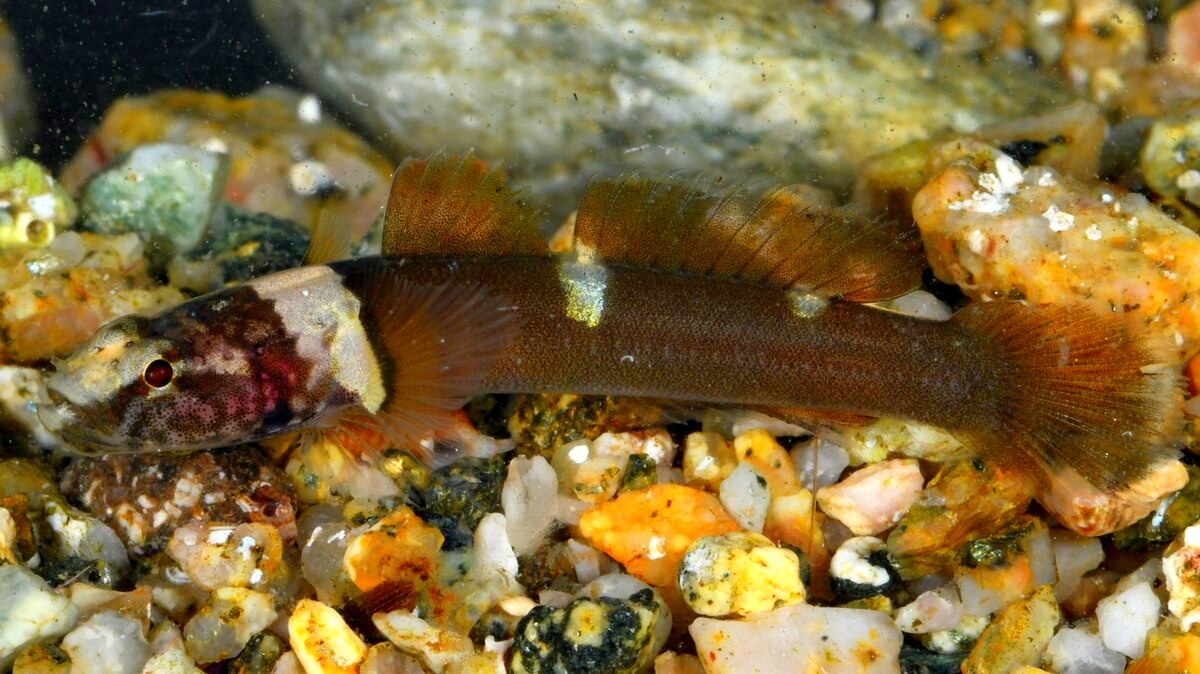 Хромогобиус.