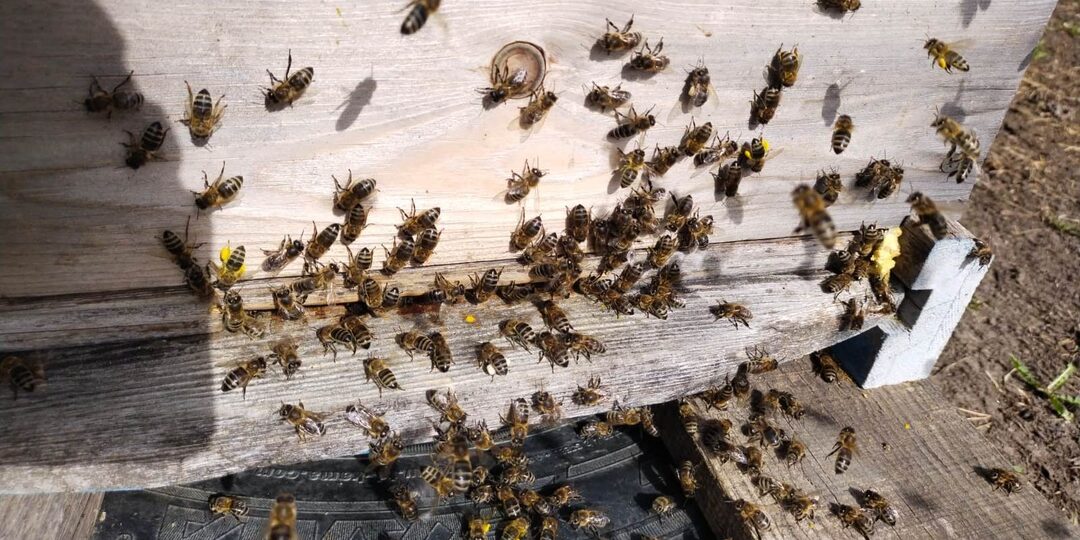 Увеличиваем пасеку. Делаем отводки.