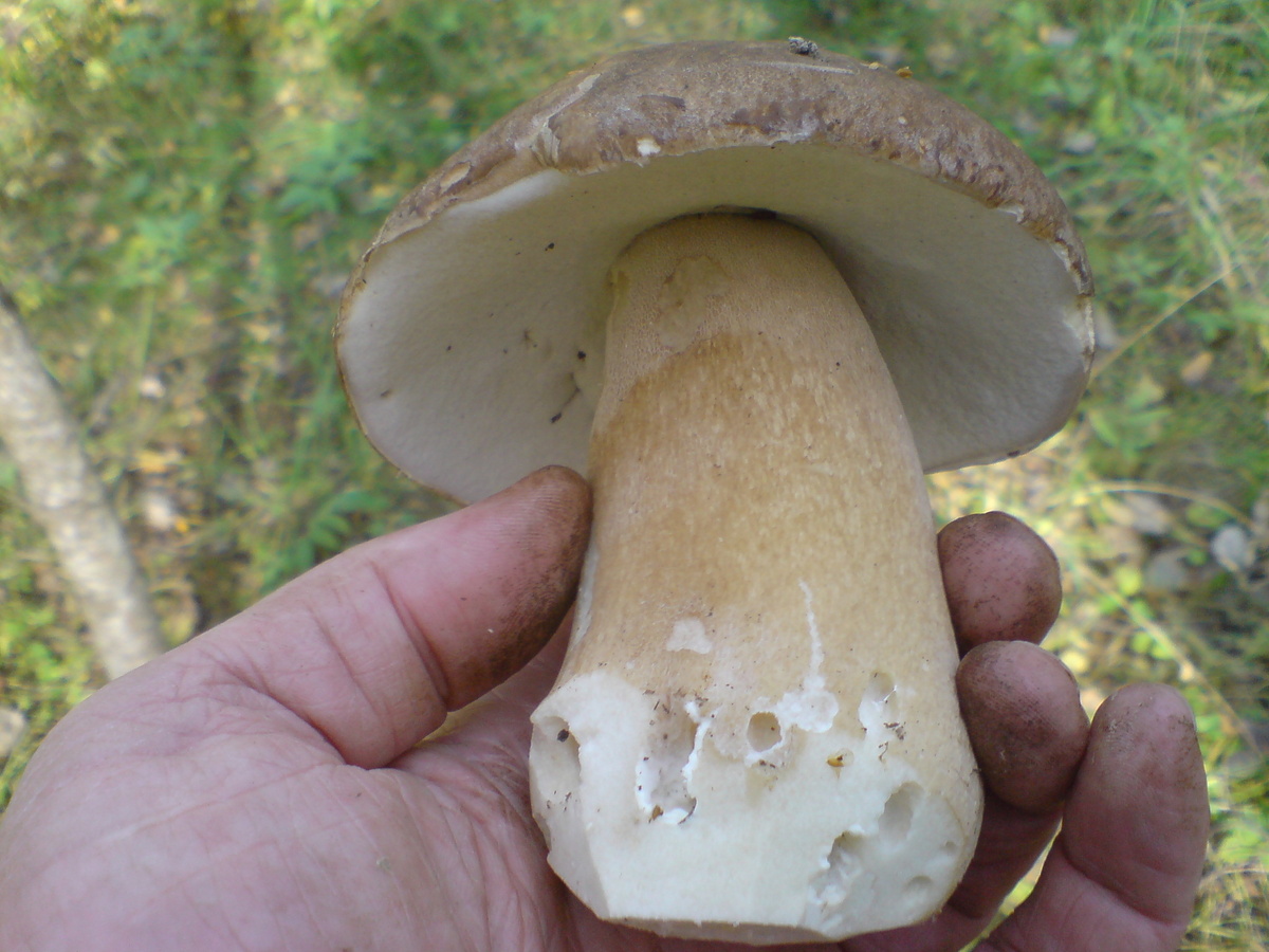 Слизняк погрыз, а червяки не успели, чистый гриб