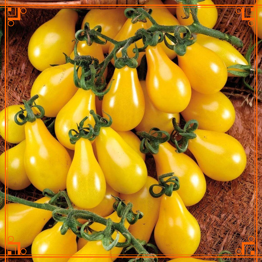 Фото из Интернета. томат медовая капля характеристика