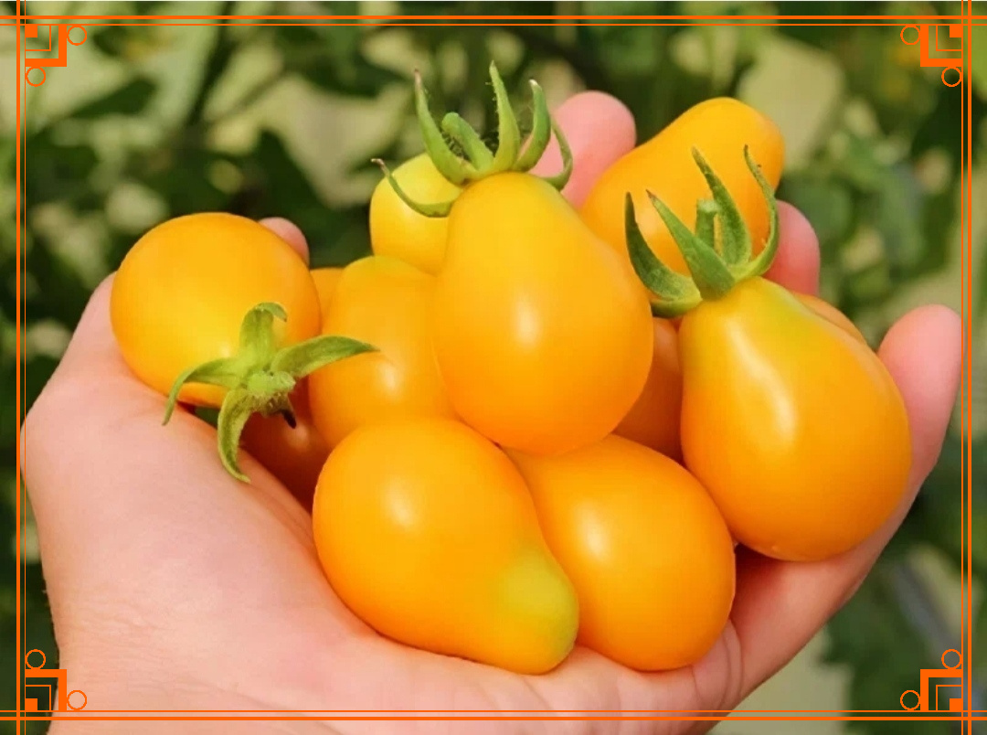 Фото из интернета. фото томата медовая капля