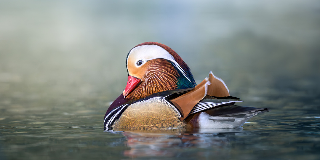 Утка-мандаринка. Восточная красавица в акваториях Москвы. Фотографии удивительной птицы.