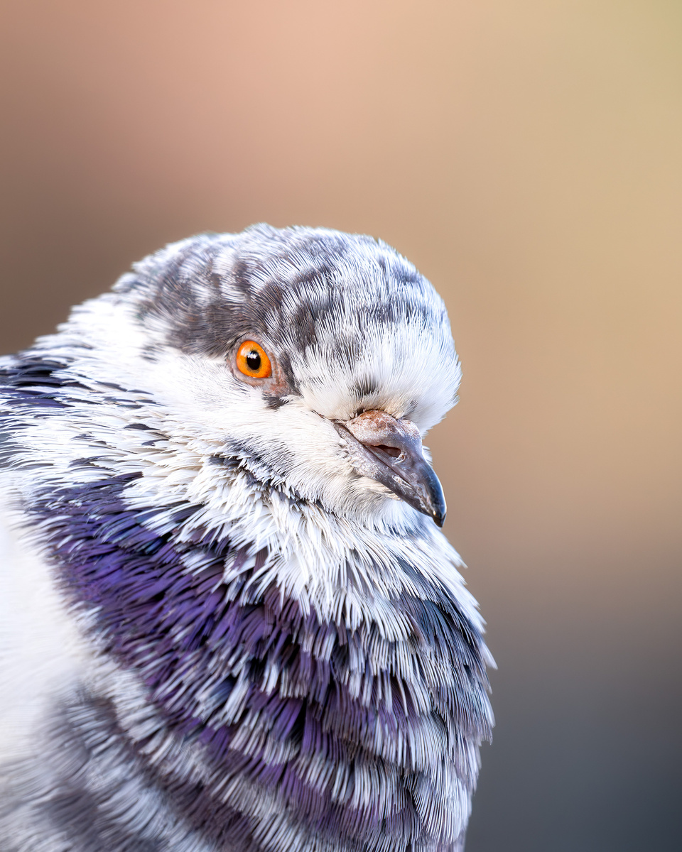 В прошлый раз был простой домовой воробей, а в этот раз - голубь. Но он очень красивый!