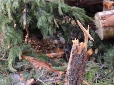    Фото: ГТРК Карелия