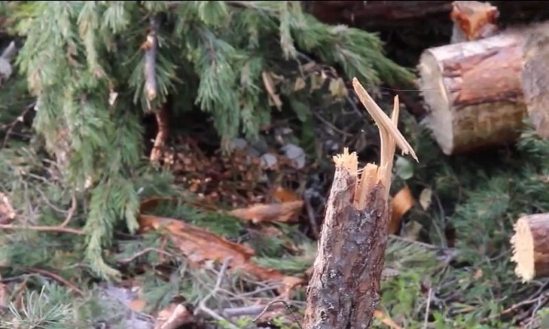    Фото: ГТРК Карелия