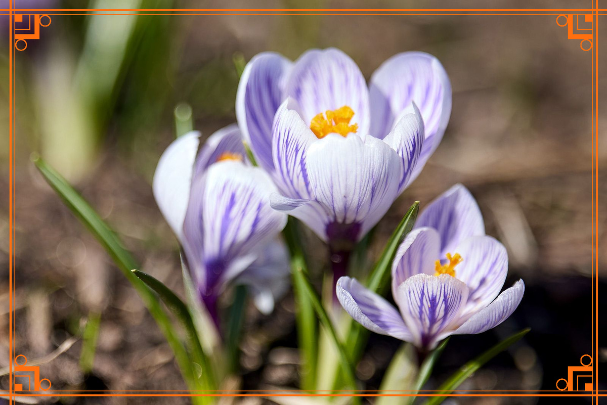 Фото из интернета. крокус