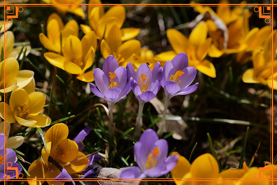 Фото из интернета. крокус цветок фото