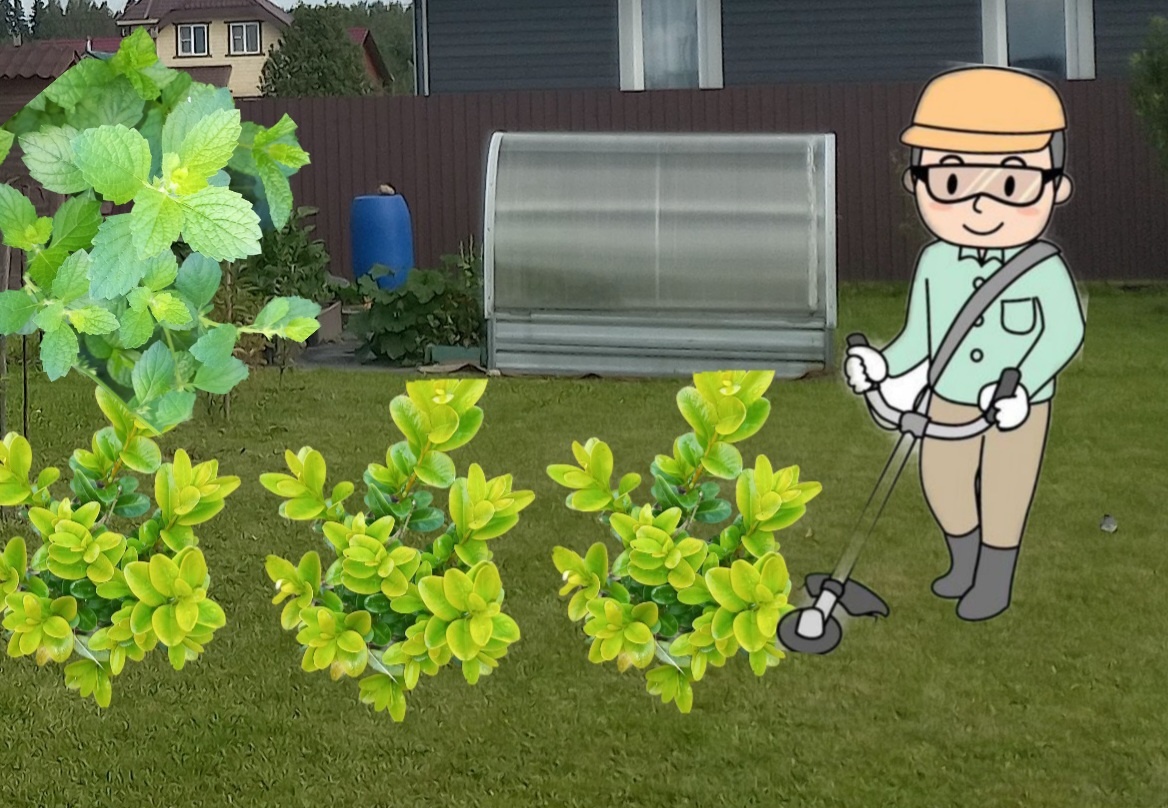 Коллаж автора